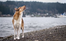 Dog at beach side, look up HD wallpaper