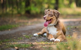 Dog lying ground, rest HD wallpaper