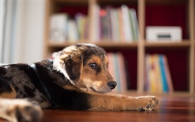 Dog rest in house HD wallpaper