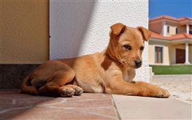 Dog rest, sunshine HD wallpaper