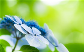 Four petals, blue flowers, bokeh HD wallpaper