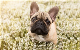 French bulldog, face, bokeh HD wallpaper