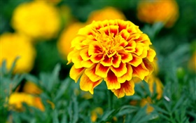 Garden, yellow petals flowers