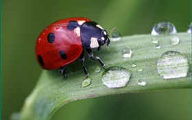 Grass, dew, ladybug, macro photography HD wallpaper