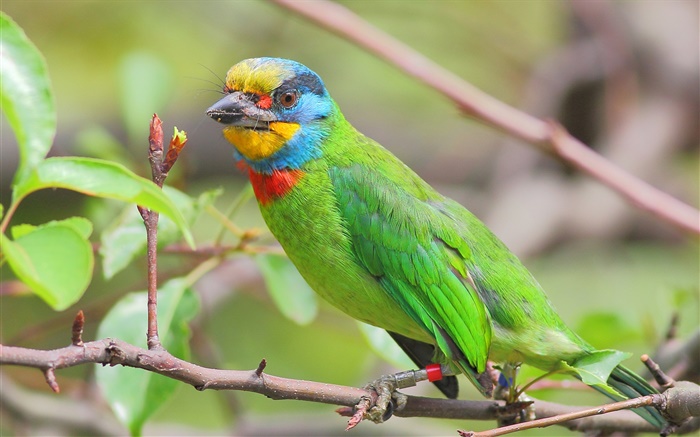 Green feathers, parrot, birds Wallpapers Pictures Photos Images