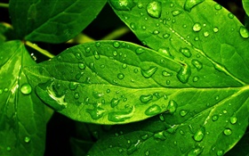 Green leaf close-up, drops, dew HD wallpaper