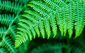 Green leaves, plants HD wallpaper