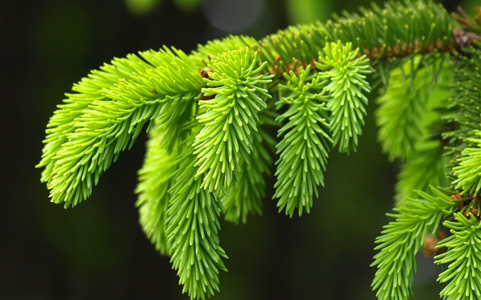 Green pine leaves, twigs, spruce Wallpapers Pictures Photos Images