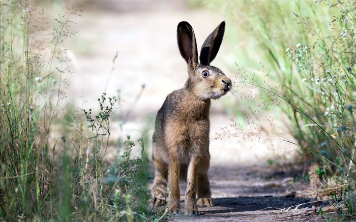 Hare, grass, summer Wallpapers Pictures Photos Images