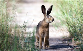 Hare, grass, summer HD wallpaper