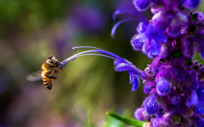 Insect, bee, blue flower Wallpapers Pictures Photos Images