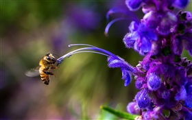 Insect, bee, blue flower HD wallpaper