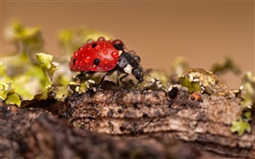 Insect, ladybug, dew HD wallpaper