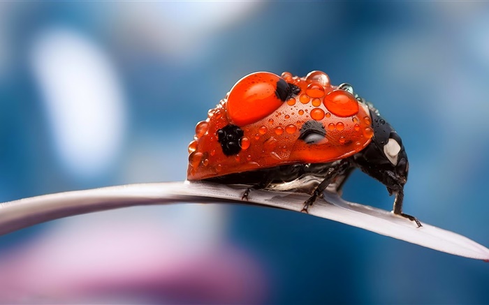 Insect, red ladybug, petal, dew Wallpapers Pictures Photos Images