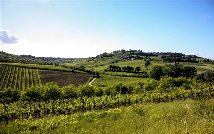 Italy, Tuscany, fields, trees, houses, hills Wallpapers Pictures Photos Images