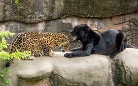 Jaguar, black, wild cats, predators HD wallpaper