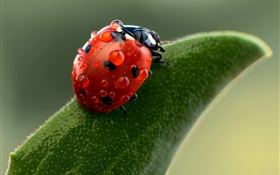 Ladybug macro photography, water drops, green leaf HD wallpaper