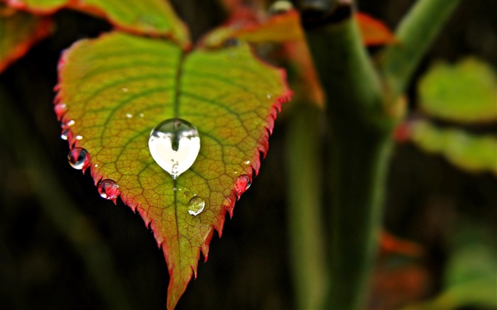 Leaf close-up, dew, bokeh Wallpapers Pictures Photos Images