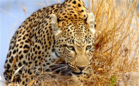 Leopard hidden in grass, eyes HD wallpaper