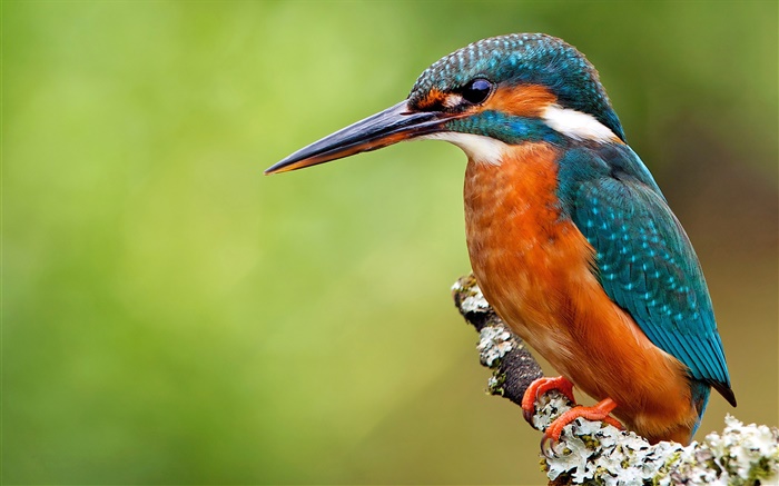 Lonely kingfisher Wallpapers Pictures Photos Images