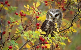 Lonely owl, twigs, red berries, British Columbia, Canada HD wallpaper