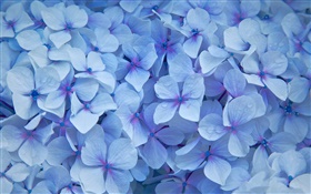Many hydrangea flowers, blue petals, dew HD wallpaper
