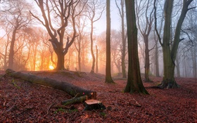 Morning, forest, trees, fog, sunrise HD wallpaper