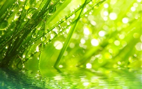 Nature, grass, dew, water drops HD wallpaper