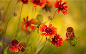 Orange flowers, wildflowers HD wallpaper