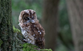 Owl sleep, bird close-up, tree, moss HD wallpaper