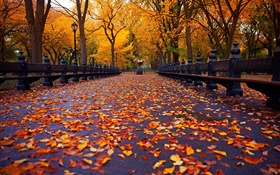 Park, autumn, bench, trees, leaves, path HD wallpaper