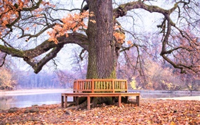 Park, big tree, bench, autumn HD wallpaper