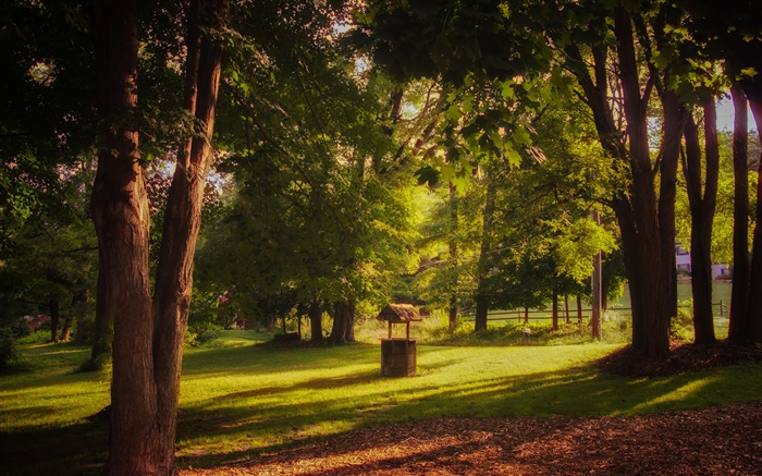 Park, grass, trees, sun rays, summer Wallpapers Pictures Photos Images