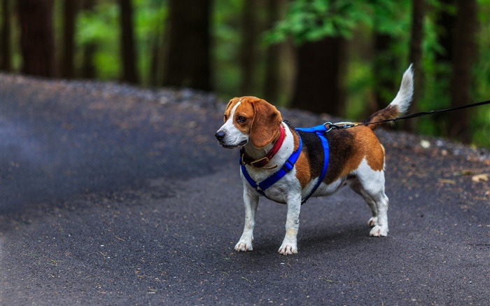 Pet, dog, beagle Wallpapers Pictures Photos Images