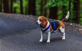 Pet, dog, beagle
