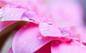 Pink flower macro photography, petals, dew HD wallpaper