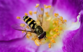 Pink flower, petals, insect, bee HD wallpaper