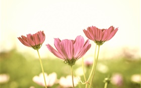 Pink flowers, petals, stem, blur background, glare HD wallpaper