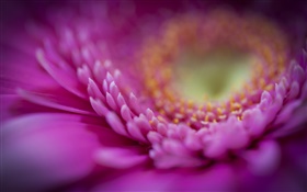 Pink gerbera macro, petals HD wallpaper