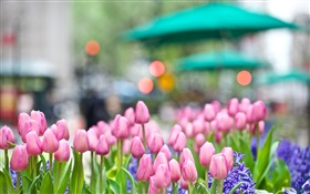 Pink tulip flowers, blue hyacinth, spring, bokeh HD wallpaper