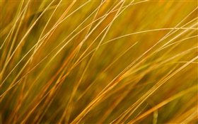Plant close-up, yellow grass, autumn HD wallpaper