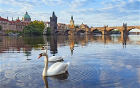 Prague, Czech Republic, Charles bridge, house, river Vltava, swans HD wallpaper