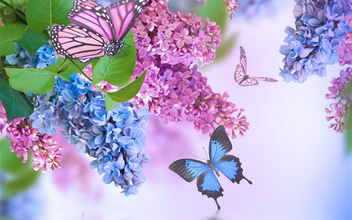 Purple flowers, lilac, butterfly Wallpapers Pictures Photos Images