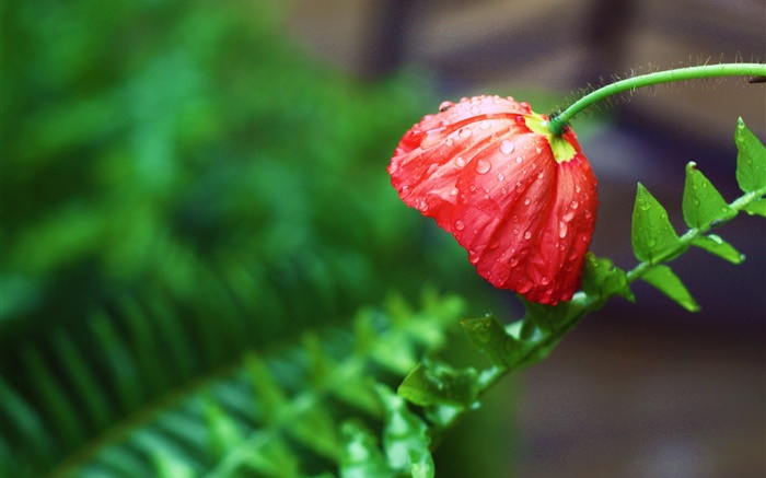 Red flower, after rain, water drops, green leaves Wallpapers Pictures Photos Images