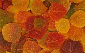 Red yellow leaves, autumn, water drops HD wallpaper