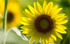 Sunflower close-up, yellow petals, bokeh HD wallpaper