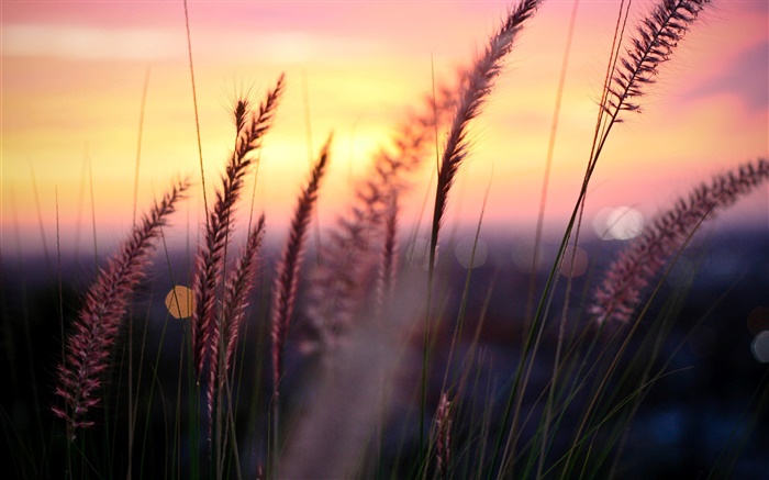 Sunset, red sky, grass, glare, contour Wallpapers Pictures Photos Images