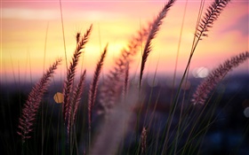 Sunset, red sky, grass, glare, contour HD wallpaper