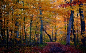 Trail, forest, trees, autumn, yellow leaves HD wallpaper