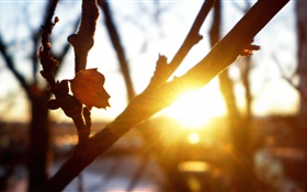 Tree, branches, leaves, sunset, sun rays, glare, autumn HD wallpaper